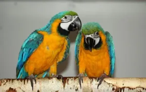 Can Parrots Be Neutered Or Spayed