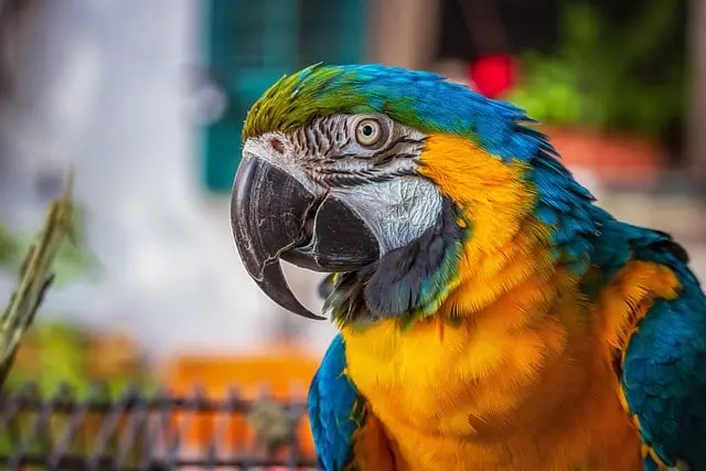 Blue and golden macaw head bobbing