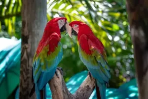 How To Tell If A Parrot Is Male Or Female