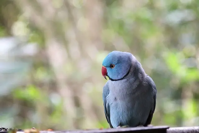 Blue ringneck parrot bobbing its head