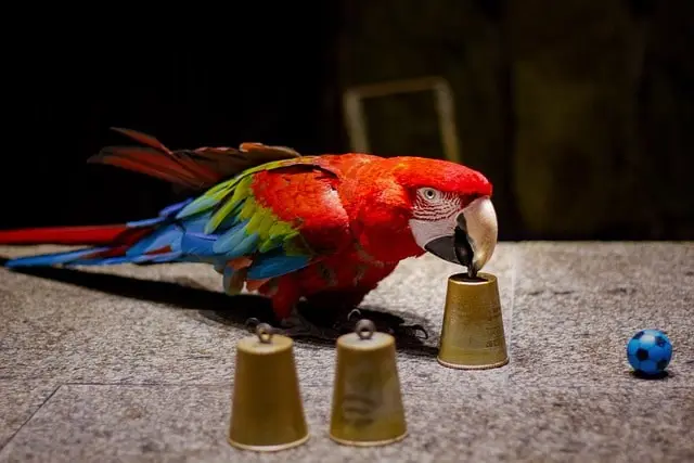 parrot playing memory game