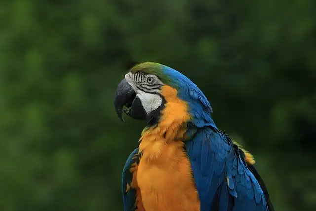 Blue and yellow macaw listening to flock calls