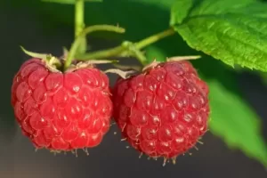 Fresh raspberries on the bush