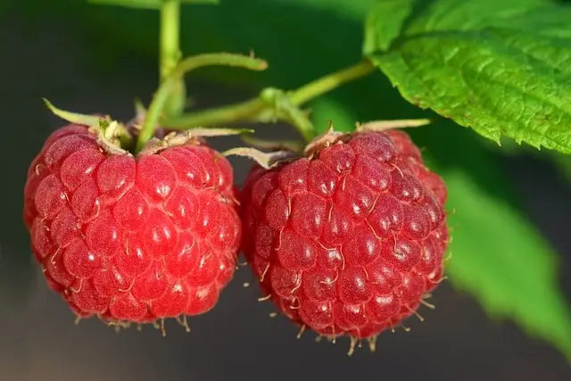 Fresh raspberries on the bush