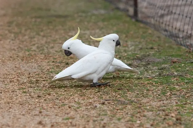 Two cockatoo communicating with each other