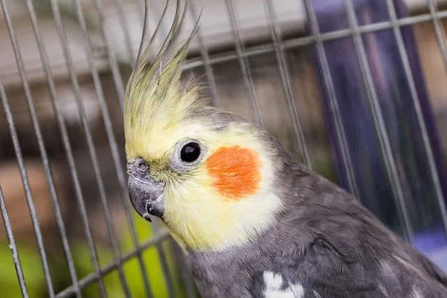 Parrot won't come out of its cage