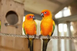 Parrot bobbing head meaning