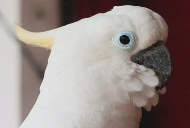 Blue-Eyed Cockatoo