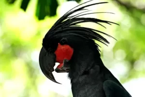 Palm cockatoo - world's most expensive parrot