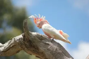 Long Living Pet Birds - Major Mitchell’s Cockatoo