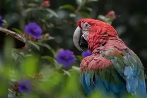 Macaw parrot eating herbs in the wild