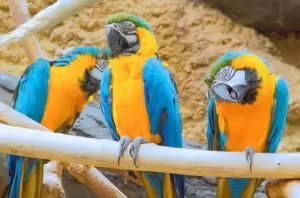 Facts about parrots