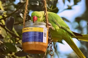 Ringneck parrot eating peanut butter