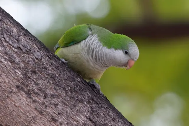 Quaker parrot