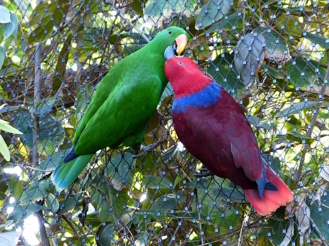 Eclectus parrots kissing