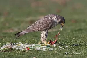 Peregrine Falcon Consuming A Parrot