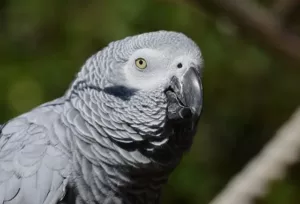 African grey - one of the most intelligent parrot species