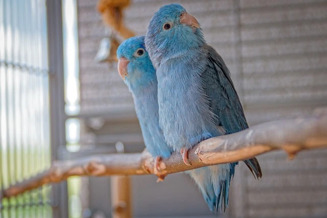 Pacific Parrotlets (Blue Mutation)