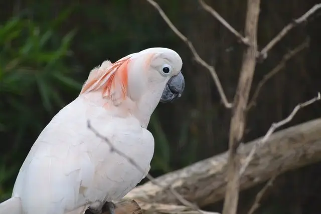 The salmon-crested cockatoo, also known as the Moluccan cockatoo