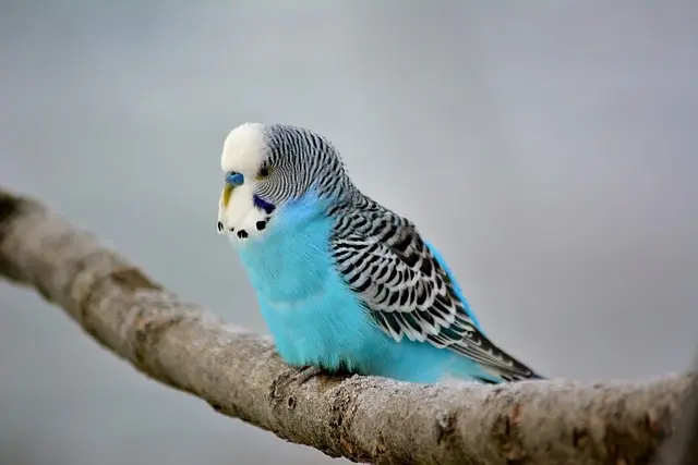 Budgie sitting quietly on its perch