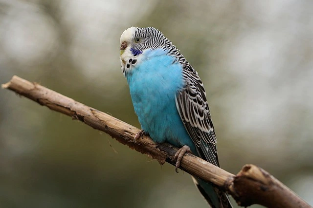 Budgerigar (Blue Mutation)