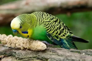 Most affordable parrots
