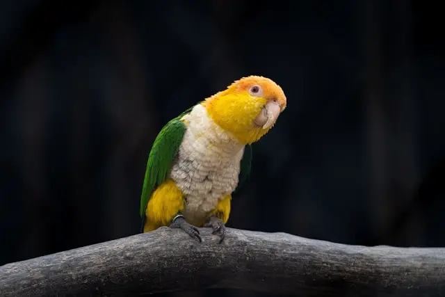 White-bellied caique