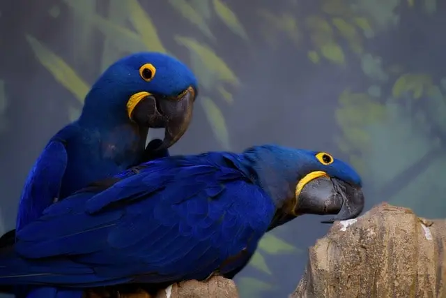 Hyacinth macaw - Types of blue parrots