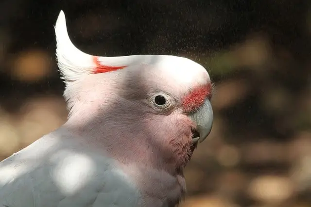 Pink cockatoo, also known as Major Mitchell's cockatoo