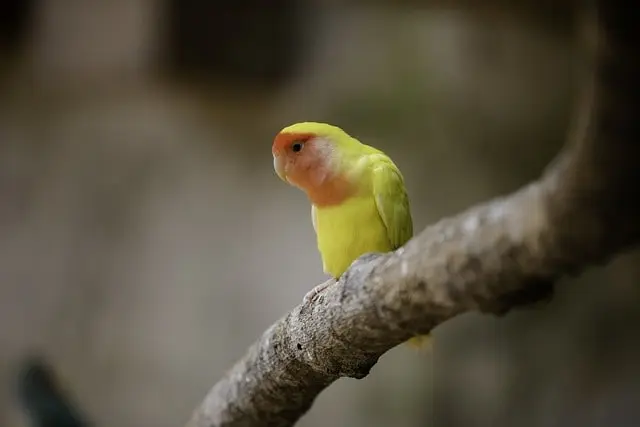 Lovebird (Yellow Mutation)