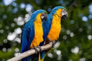 Types of yellow parrots