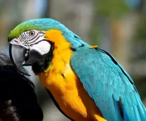 Funny things parrots say