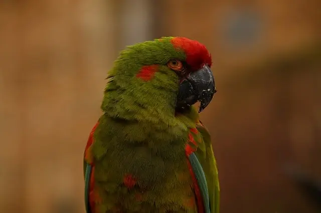 Red-Fronted Macaws
