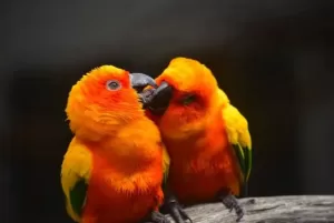 A pair of conures kissing in the wild