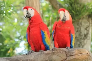 Types of red parrots