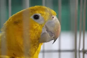 Signs a parrot is going to lay eggs