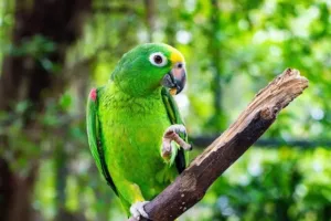 Green parrot species
