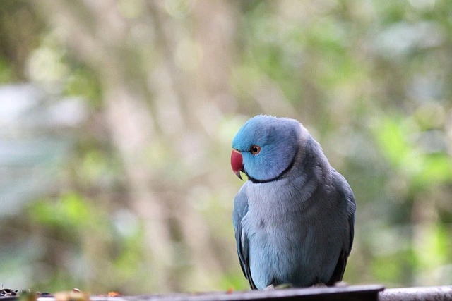 Indian Ringneck Parakeets (Blue Mutation)