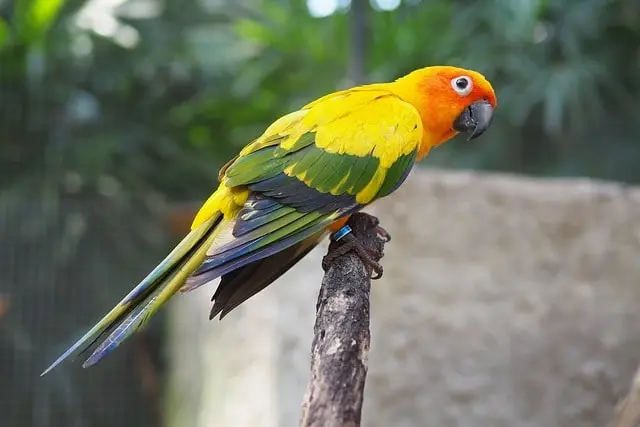 Loudest Parrot Species