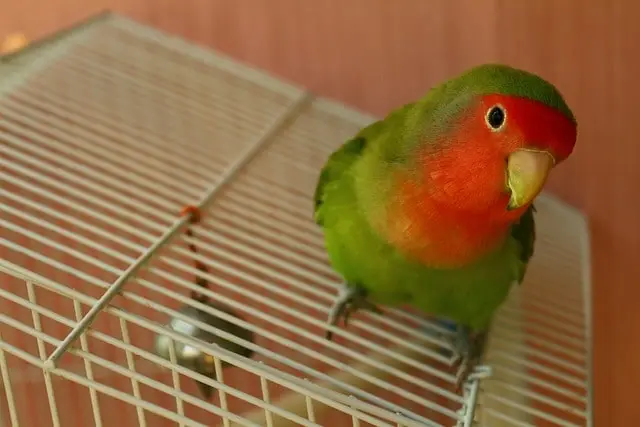 Rosy-faced lovebird sitting on top of the cage