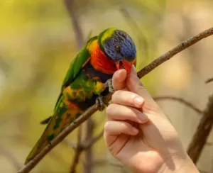 Parrot biting finger