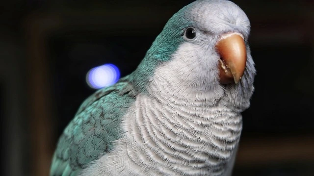 Quaker Parrots (Blue Mutation)