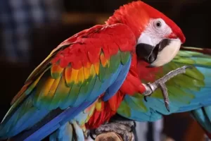 Parrots with the strongest bite force