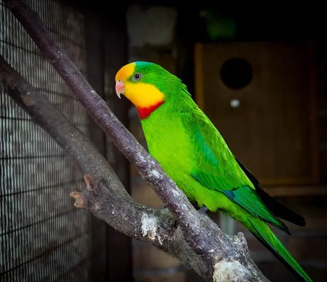 Superb Parrot 