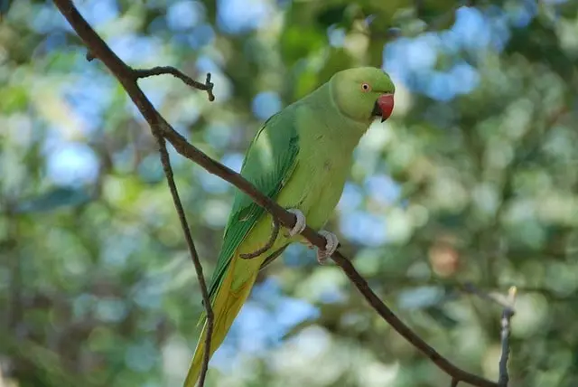 Indian Ringneck Parakeet perched on a branch