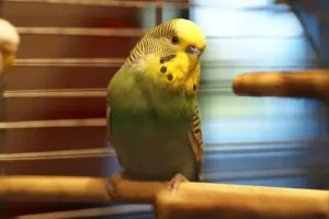 Budgies are the best example of small parrots that can talk