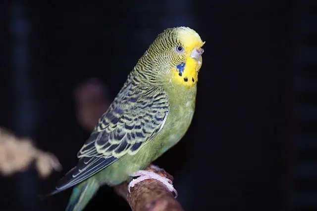 Budgerigar perched on a wooden branch