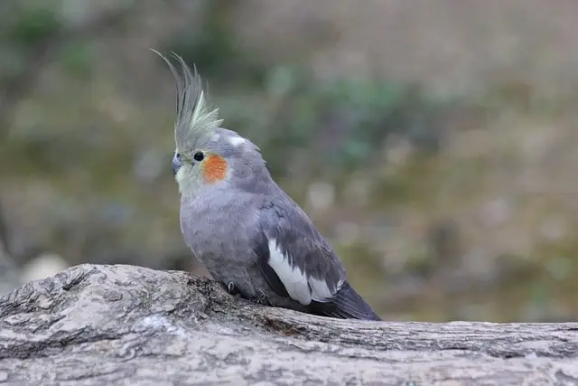 Normal grey cockatiel