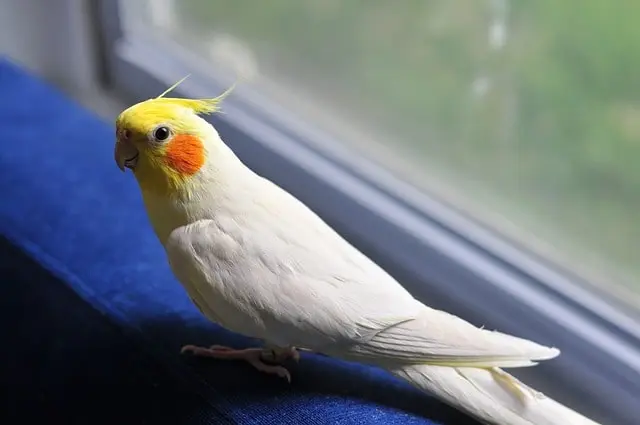 Cockatiel sitting near the window