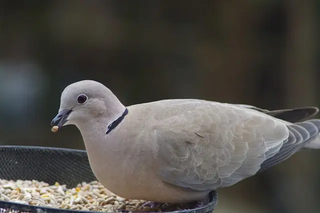 Ring-necked dove